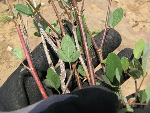 Desmodium tortuosum
