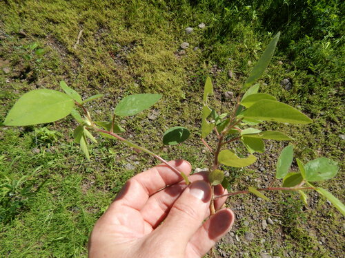 Desmodium tortuosum