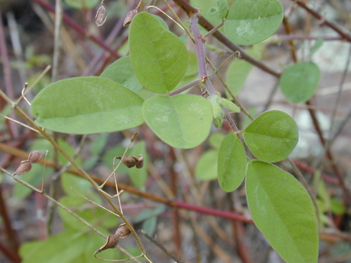 Desmodium tortuosum