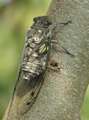 Quesada gigas