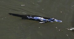 Ornithorhynchus anatinus