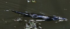 Ornithorhynchus anatinus