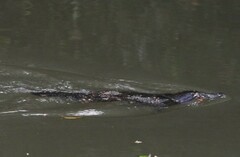 Ornithorhynchus anatinus