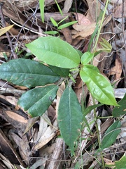 Cissus hypoglauca