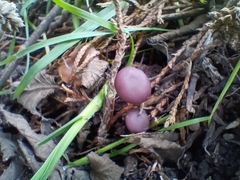 Psathyrella bipellis