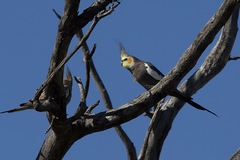 Nymphicus hollandicus