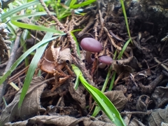 Psathyrella bipellis