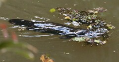 Ornithorhynchus anatinus
