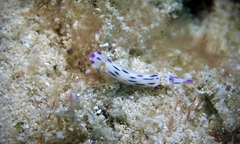 Hypselodoris bertschi