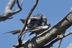 Nymphicus hollandicus