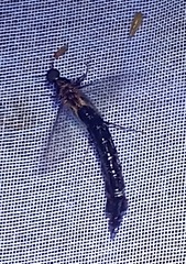 Atractocerus brasiliensis