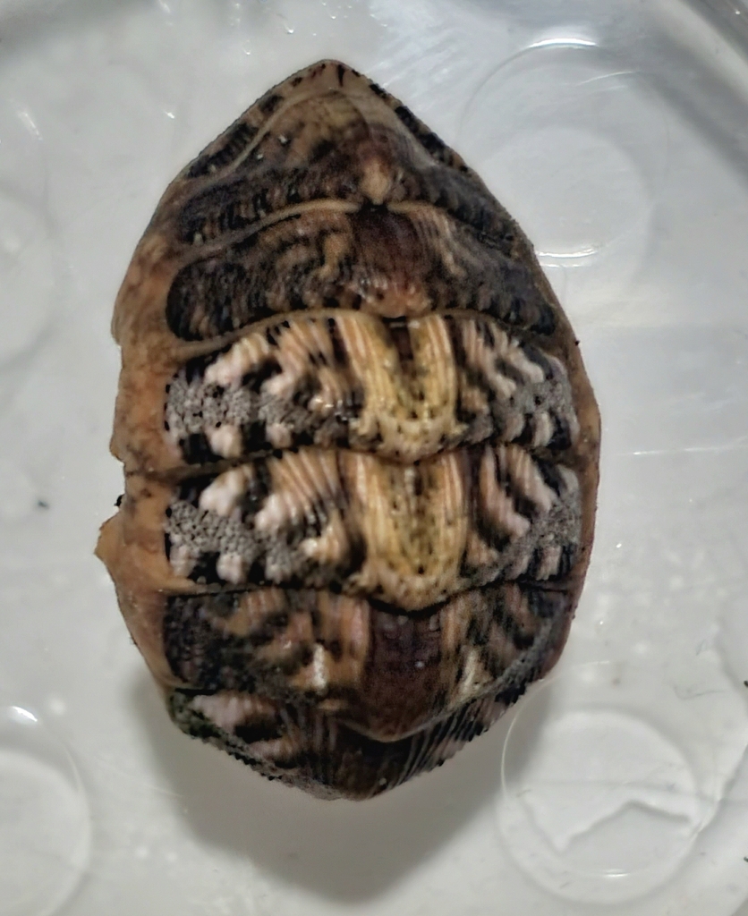 Forbe's Chiton