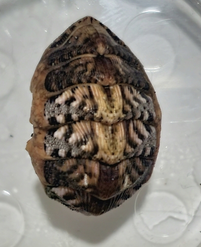 Forbe's Chiton
