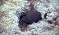 Acanthurus nigroris