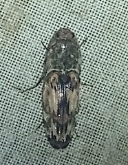 Pherhimius fascicularis