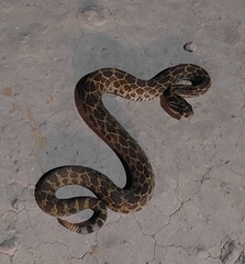 Crotalus polystictus
