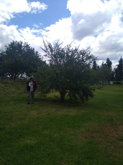 Eysenhardtia polystachya