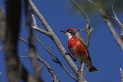 Epthianura tricolor