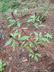 Phytolacca octandra