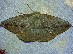 Oxydia bilinea