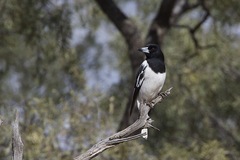 Cracticus nigrogularis