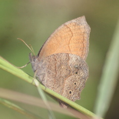 Pindis squamistriga