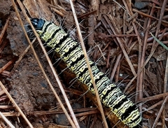 Androloma disparata