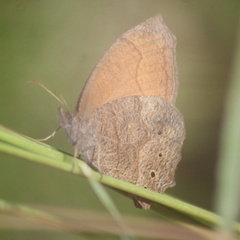 Pindis squamistriga