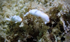 Goniobranchus verrieri