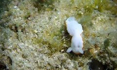 Goniobranchus verrieri