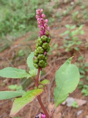 Phytolacca octandra