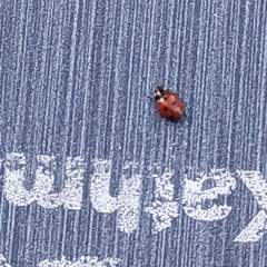 Coccinella undecimpunctata