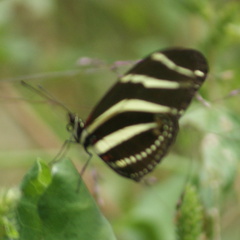 Heliconius charithonia vazquezae
