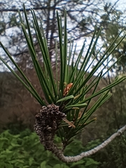 Pinus teocote