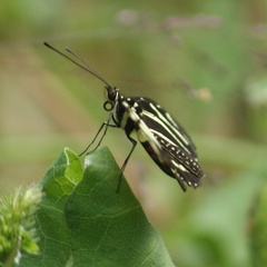 Heliconius charithonia vazquezae