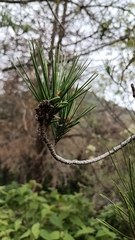 Pinus teocote