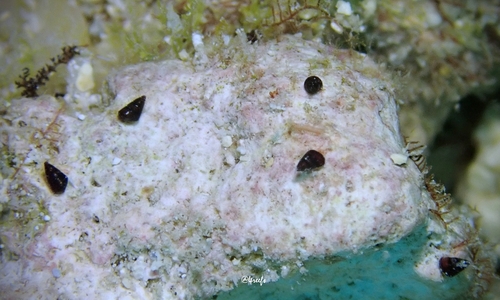Diala semistriata observed 2022-10-02