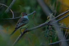 Myiarchus tyrannulus