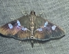 Desmia deploralis