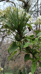 Pinus teocote