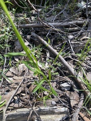 Stackhousia
