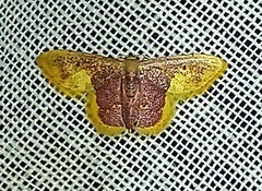 Lophosis labeculata
