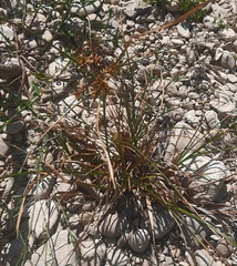 Cyperus ochraceus