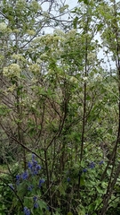 Pinus teocote