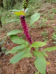 Phytolacca octandra