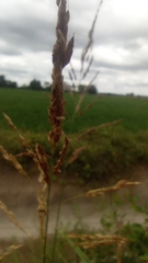 Poaceae