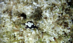 Colpodaspis thompsoni