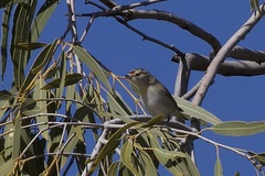 Pardalotus rubricatus