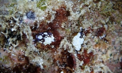 Colpodaspis thompsoni