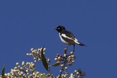 Certhionyx variegatus